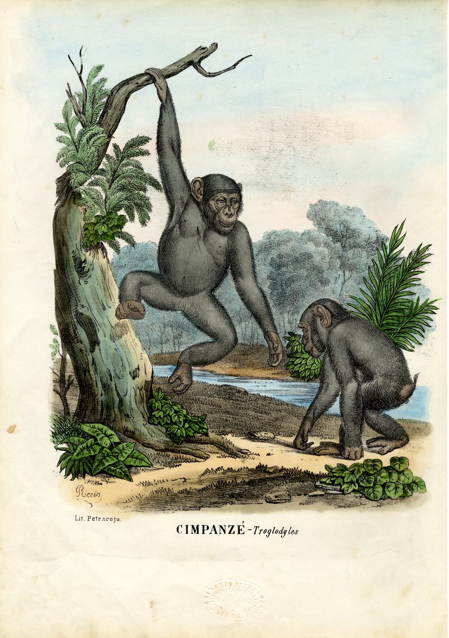 Szympans, 1863-79 autorstwa Raimundo Petraroja