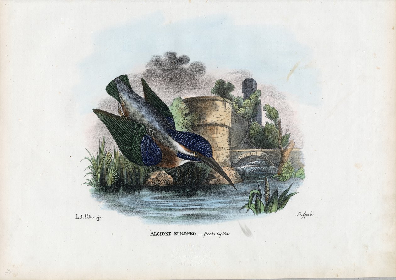 Zimorodek zwyczajny, 1863-79 autorstwa Raimundo Petraroja