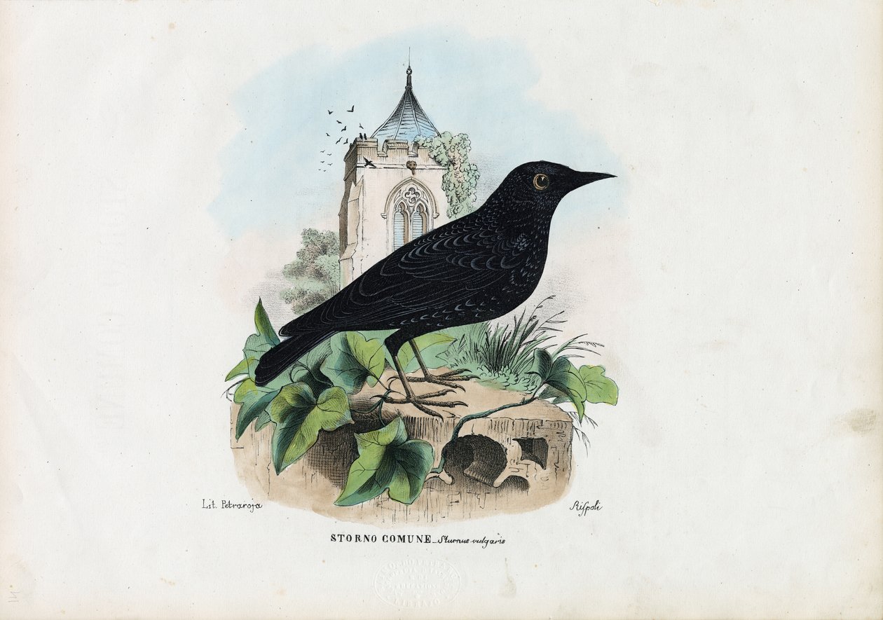Szpak zwyczajny, 1863-79 autorstwa Raimundo Petraroja