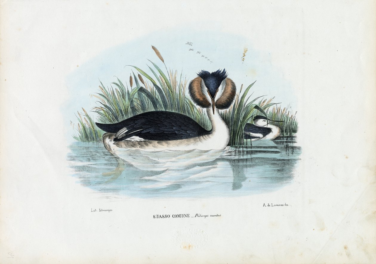 Perkoz dwuczuby, 1863-79 autorstwa Raimundo Petraroja