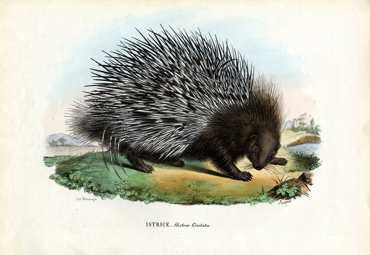 Jeżozwierz czubaty, 1863-79 autorstwa Raimundo Petraroja