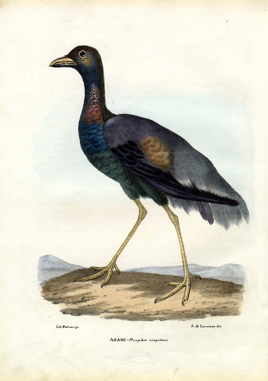 Trębacz ciemnoskrzydły, 1863-79 autorstwa Raimundo Petraroja