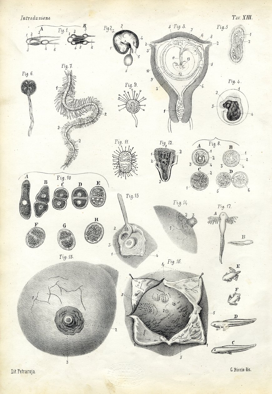 Rozwój, 1863-79 autorstwa Raimundo Petraroja