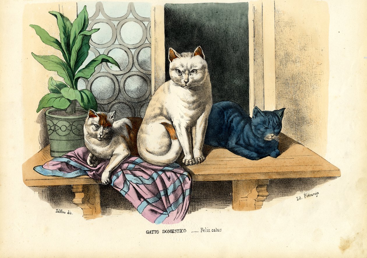 Kot domowy, 1863-79 autorstwa Raimundo Petraroja