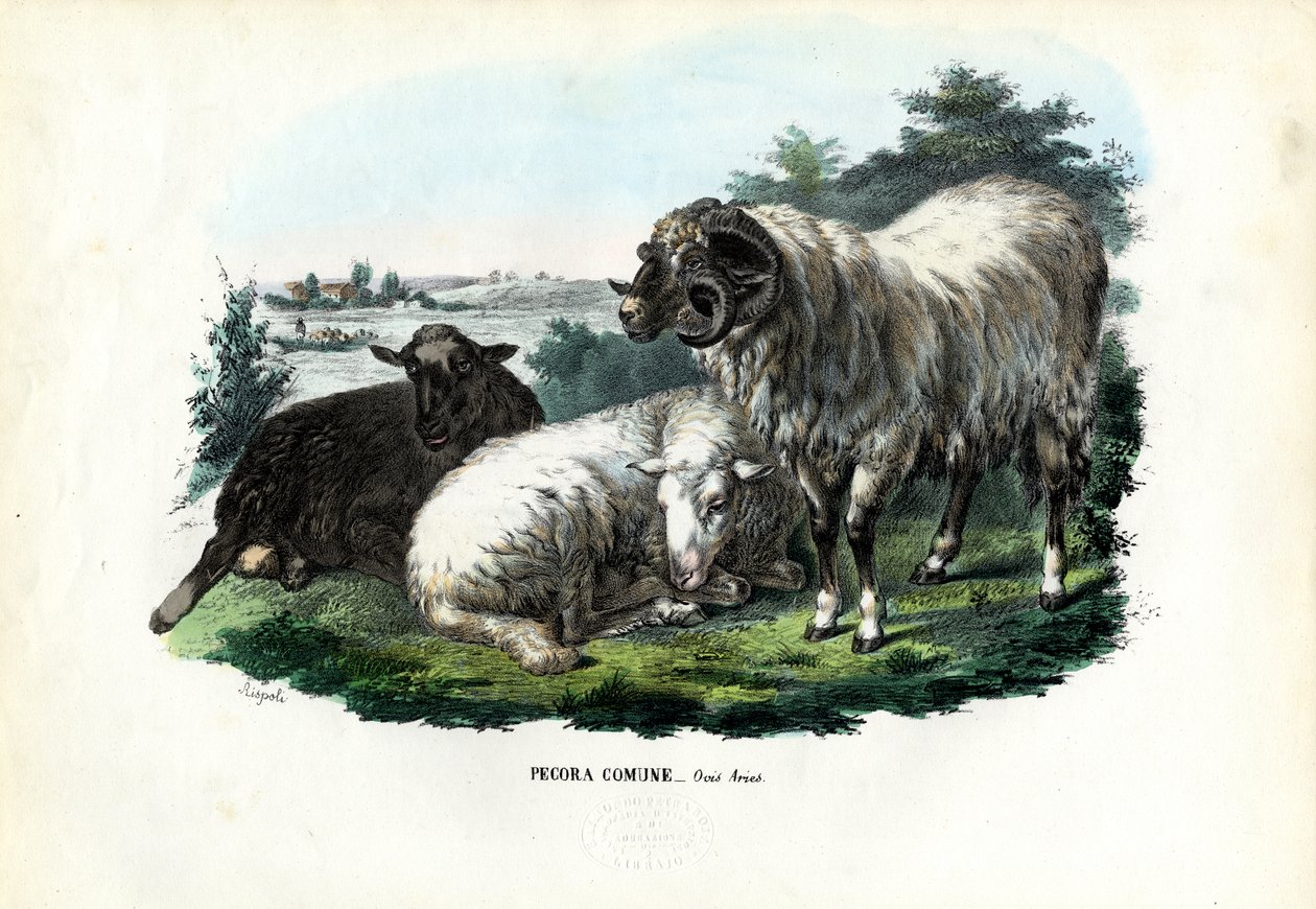 Owca domowa, 1863-79 autorstwa Raimundo Petraroja