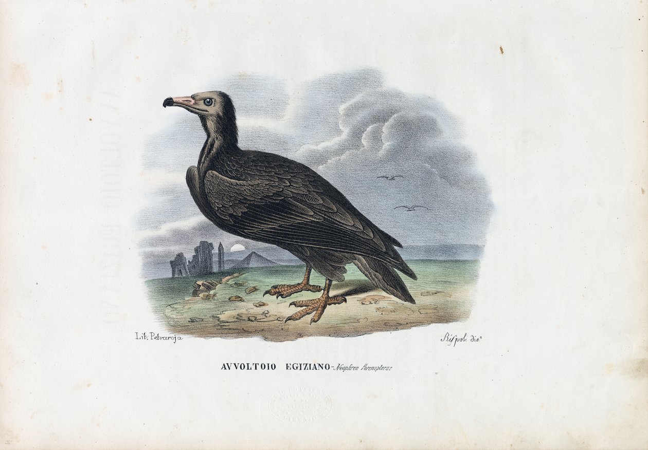 Sęp egipski, 1863-79 autorstwa Raimundo Petraroja