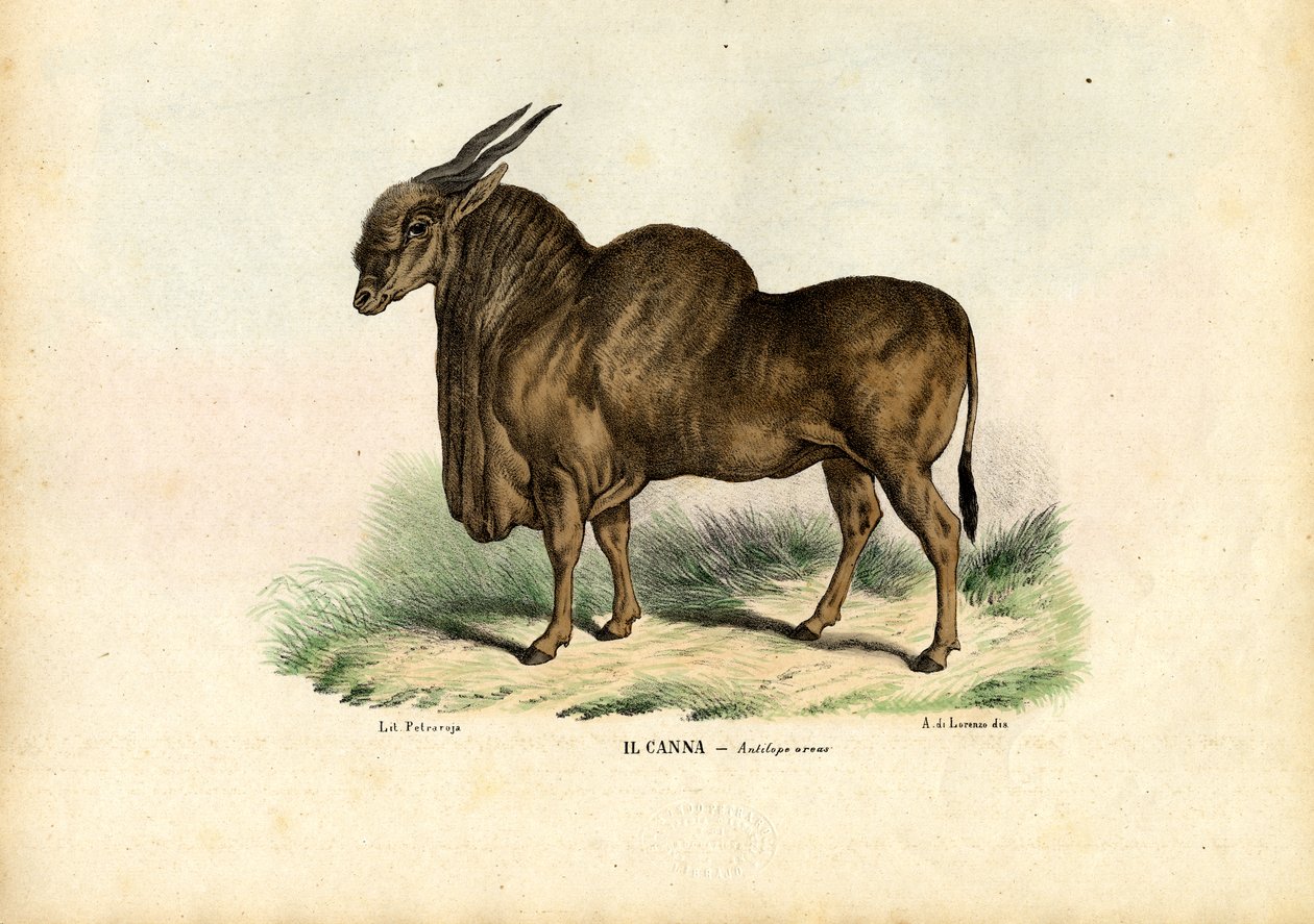 Eland, 1863-79 autorstwa Raimundo Petraroja