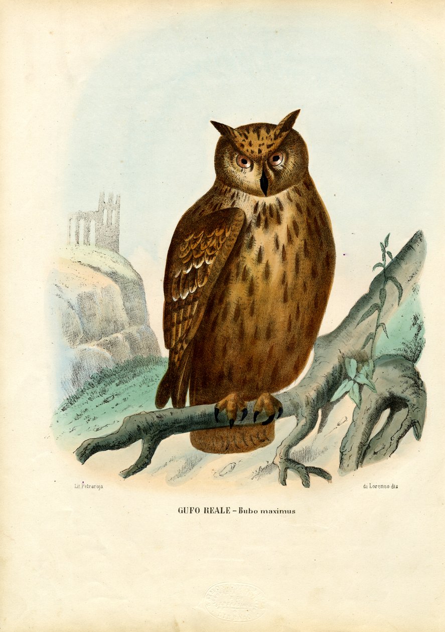 Puchacz, 1863-79 autorstwa Raimundo Petraroja