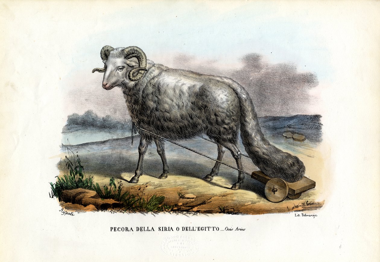 Owca gruboogonowa, 1863-79 autorstwa Raimundo Petraroja