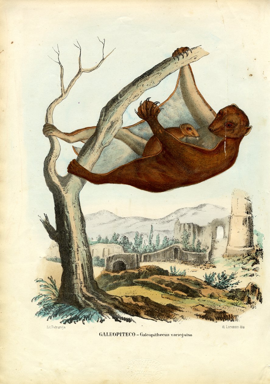 Lemur latający, 1863-79 autorstwa Raimundo Petraroja