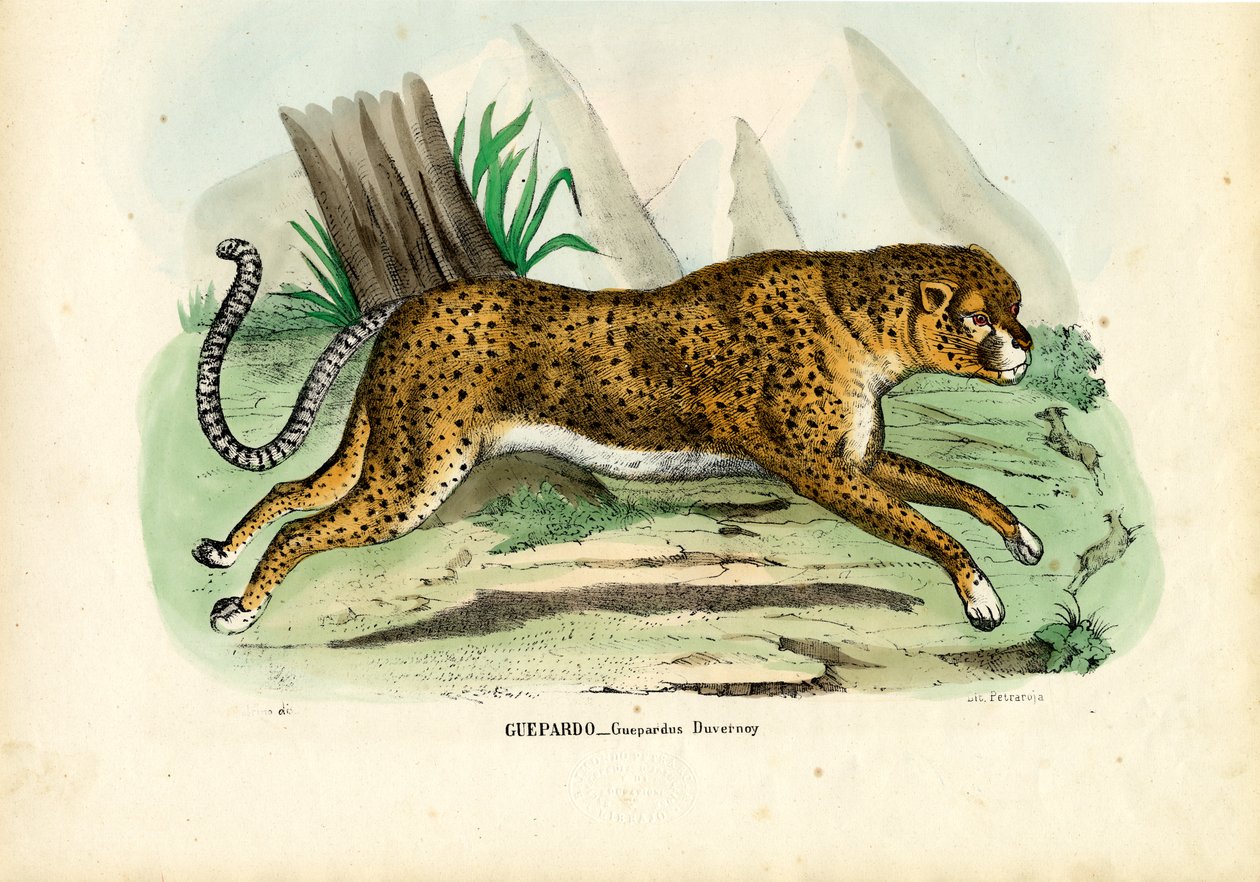 Gepard, 1863-79 autorstwa Raimundo Petraroja