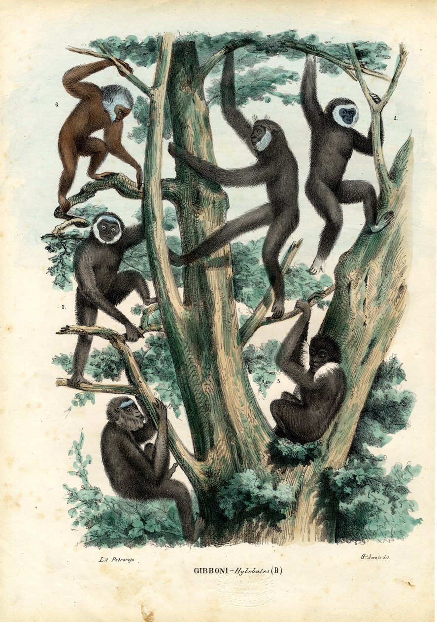 Gibon, 1863-79 autorstwa Raimundo Petraroja