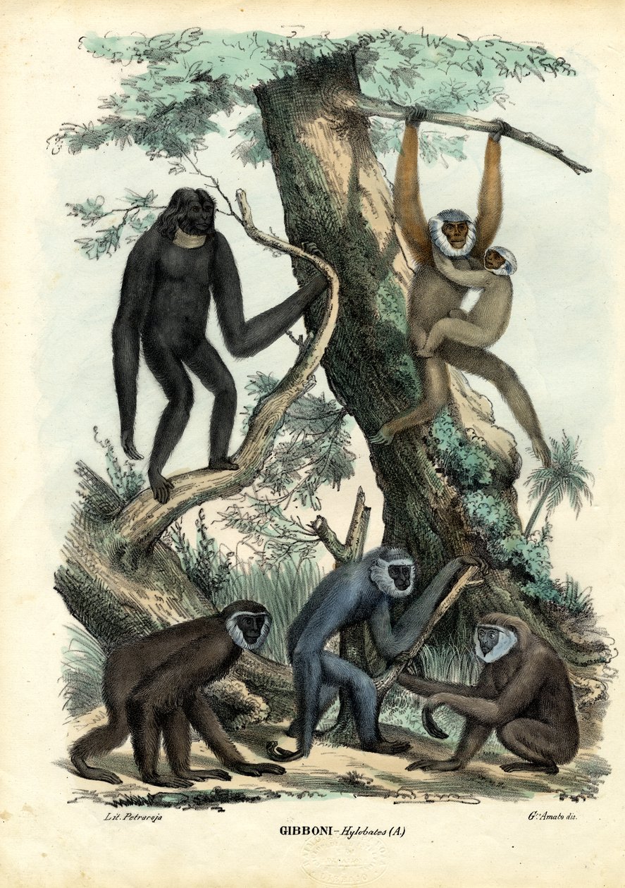 Gibon, 1863-79 autorstwa Raimundo Petraroja
