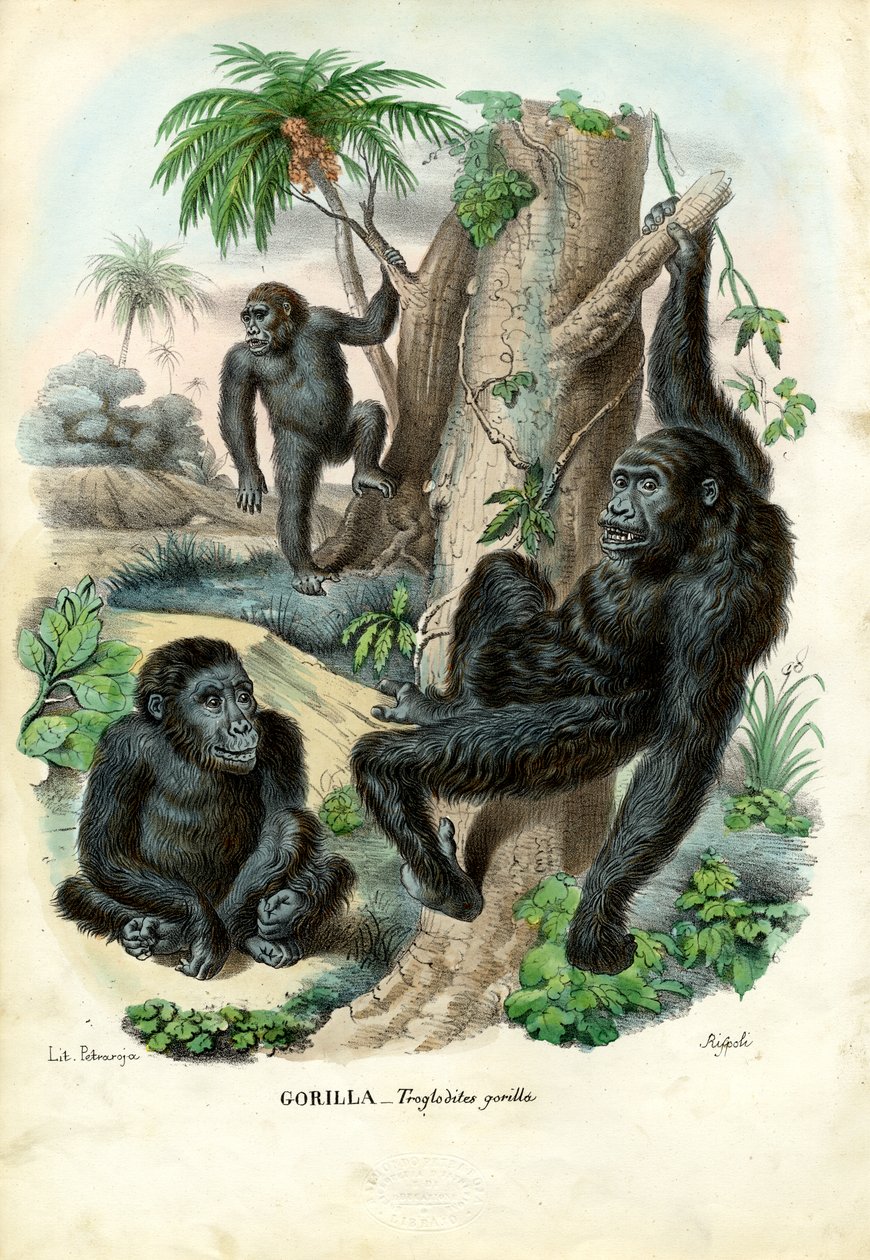 Goryl, 1863-79 autorstwa Raimundo Petraroja