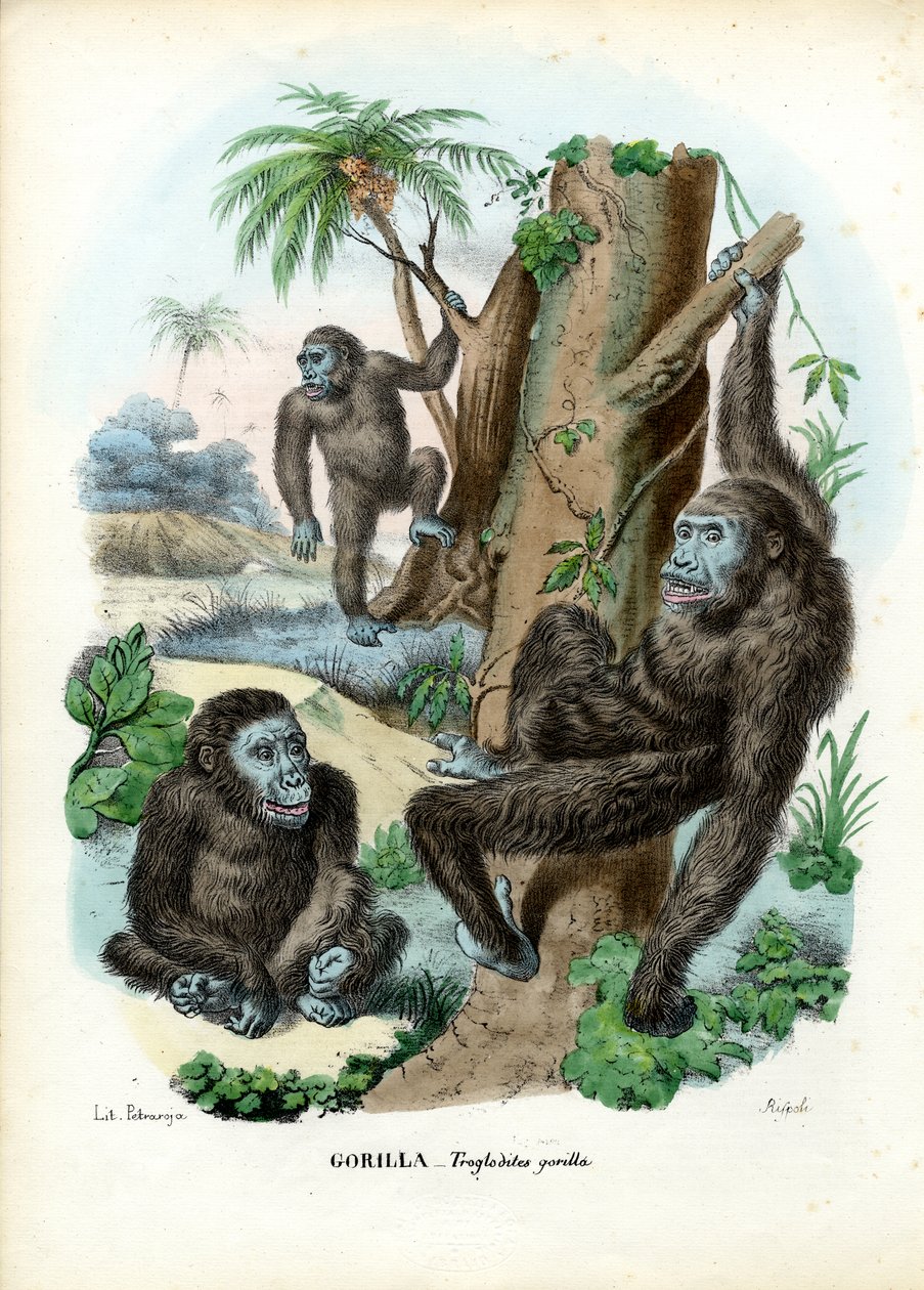 Goryl, 1863-79 autorstwa Raimundo Petraroja
