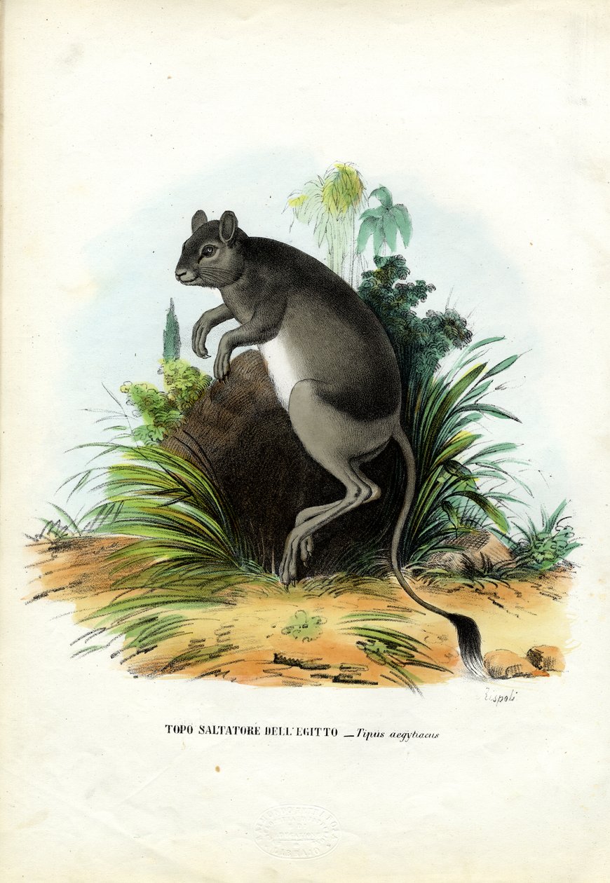 Wielkoegipskie Jerboa, 1863-79 autorstwa Raimundo Petraroja