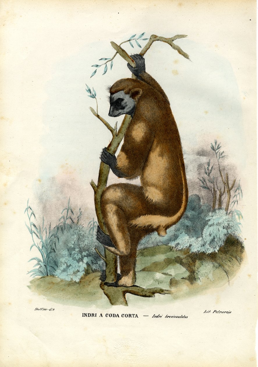 Indri, 1863-79 autorstwa Raimundo Petraroja