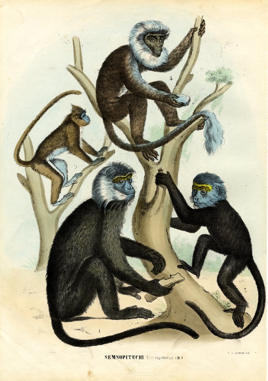 Langurowie, 1863-79 autorstwa Raimundo Petraroja