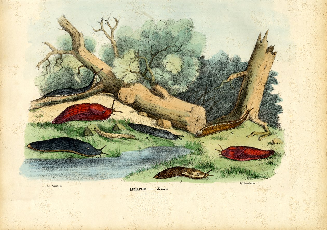 Ślimak Limax, 1863-79 autorstwa Raimundo Petraroja