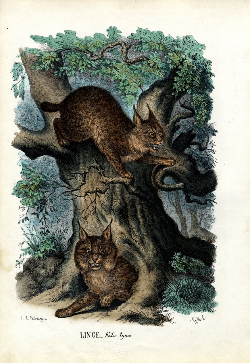 Ryś, 1863-79 autorstwa Raimundo Petraroja