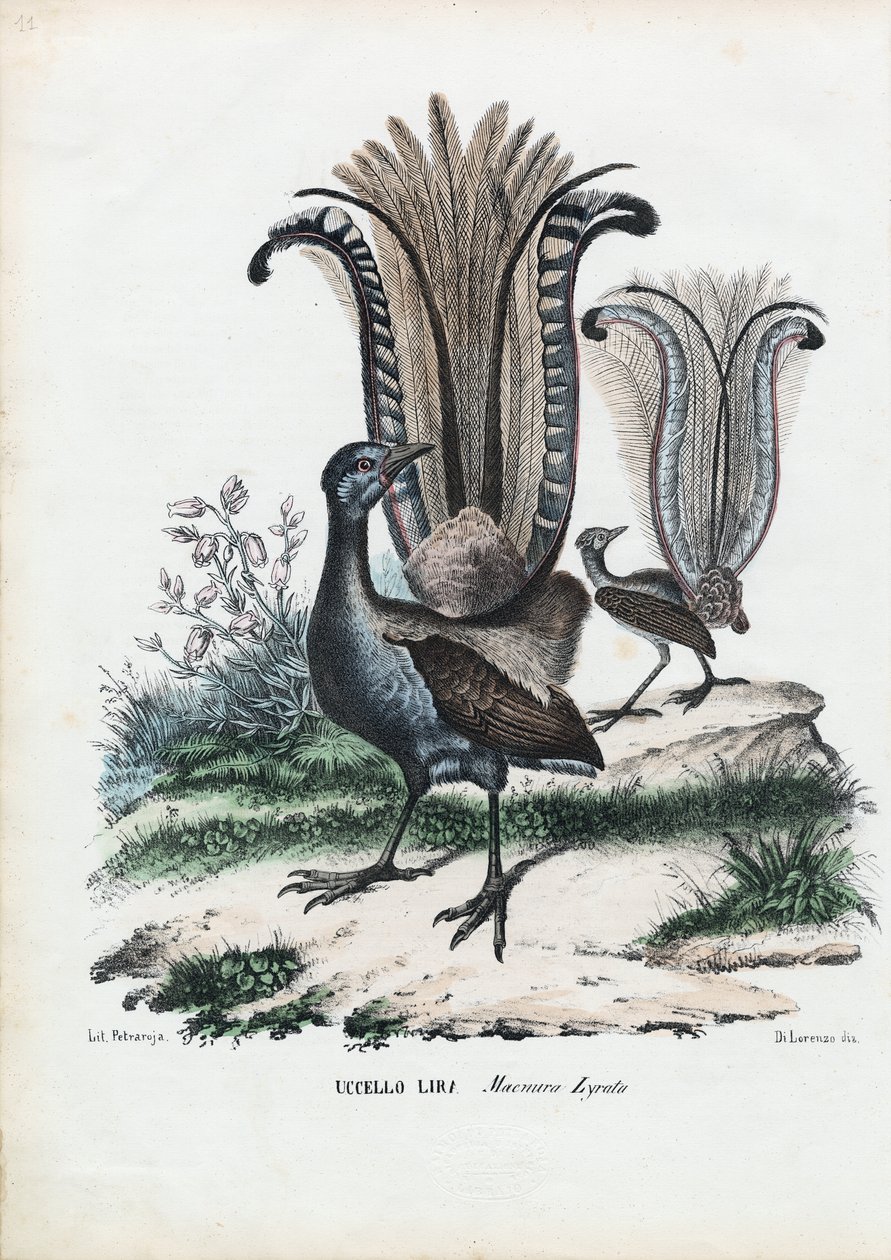 Lirogon, 1863-79 autorstwa Raimundo Petraroja
