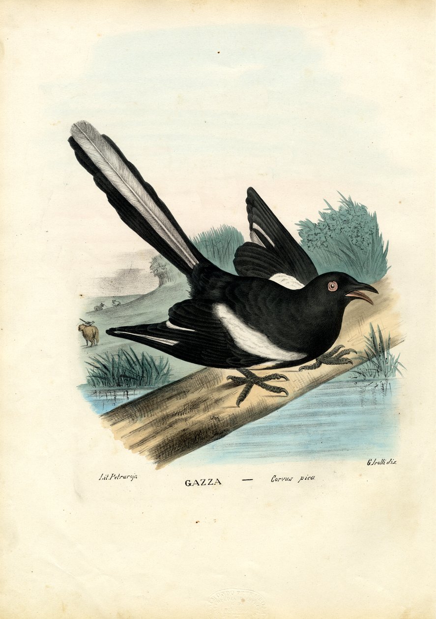 Sroka, 1863-79 autorstwa Raimundo Petraroja