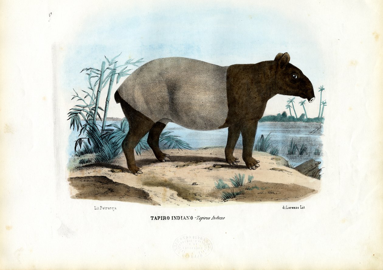 Tapir malajski, 1863-79 autorstwa Raimundo Petraroja