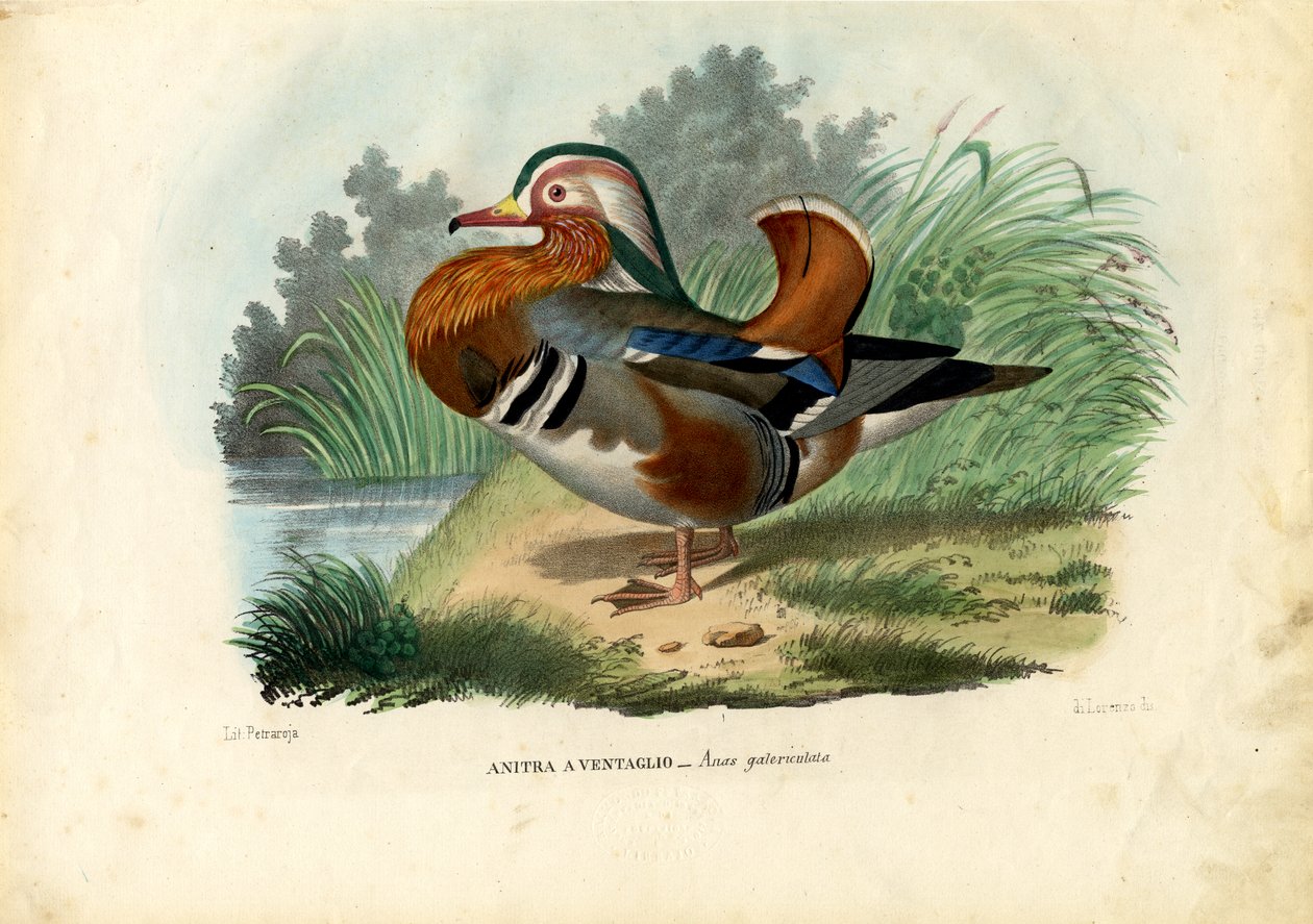 Kaczka mandarynka, 1863-79 autorstwa Raimundo Petraroja