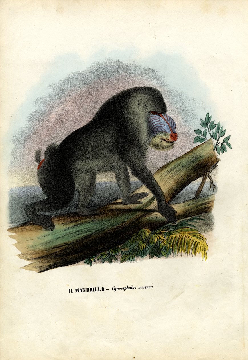 Mandryl, 1863-79 autorstwa Raimundo Petraroja