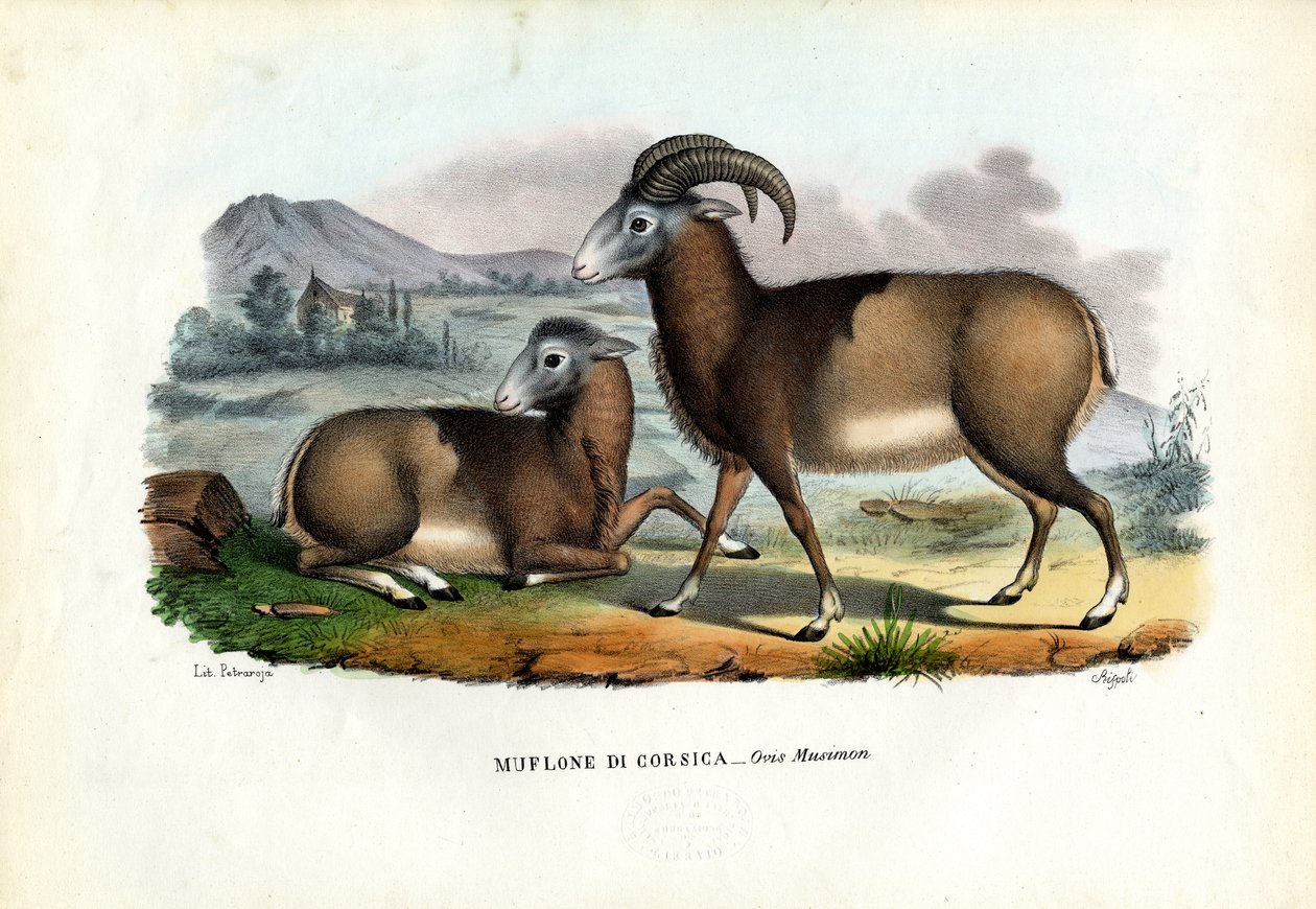 Muflon, 1863-79 autorstwa Raimundo Petraroja