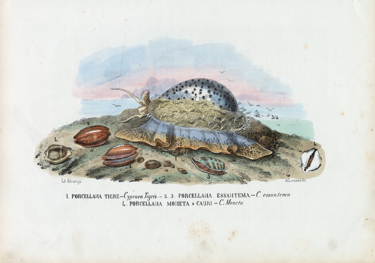 Omułki, 1863-79 autorstwa Raimundo Petraroja