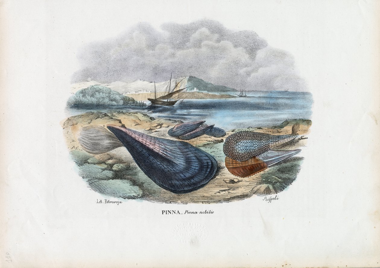 Małże, 1863-79 autorstwa Raimundo Petraroja