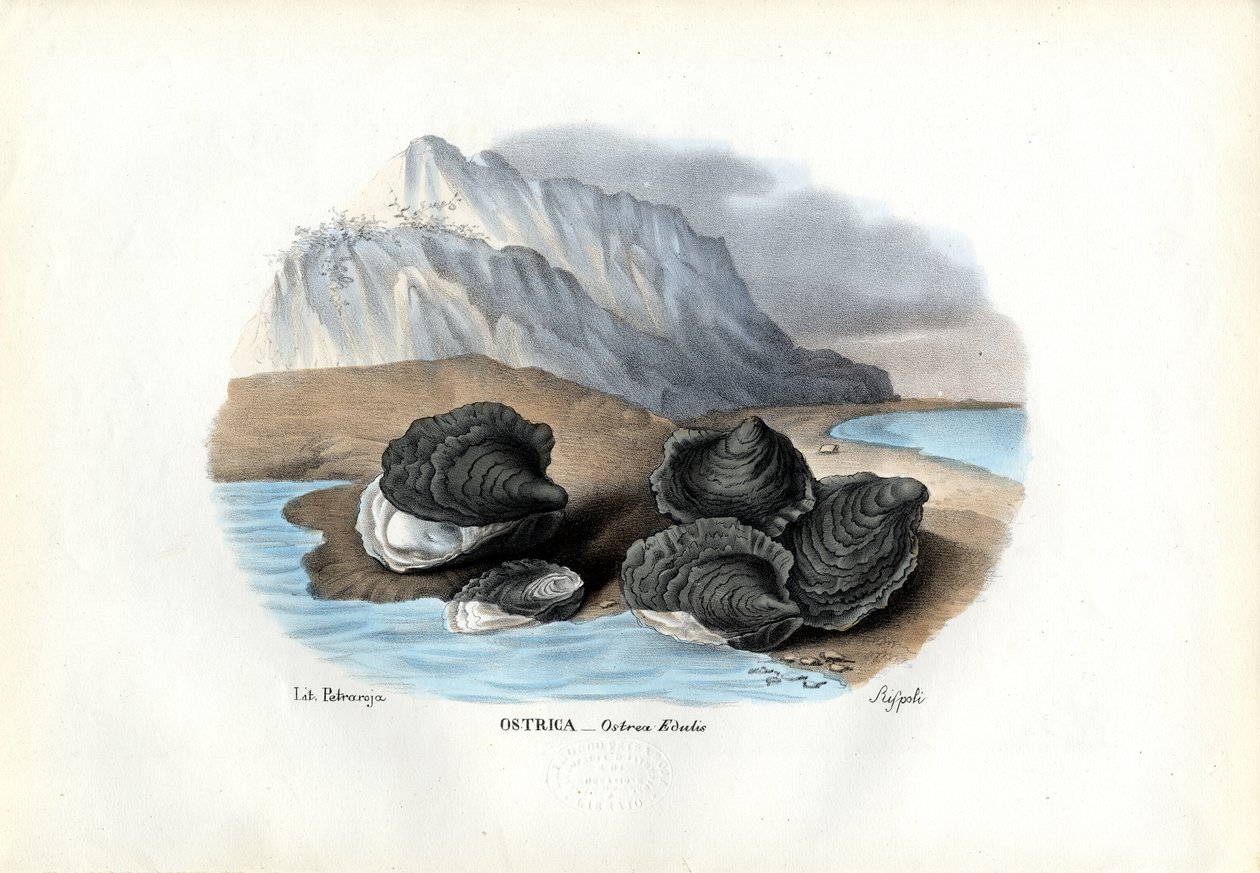 Małże, 1863-79 autorstwa Raimundo Petraroja