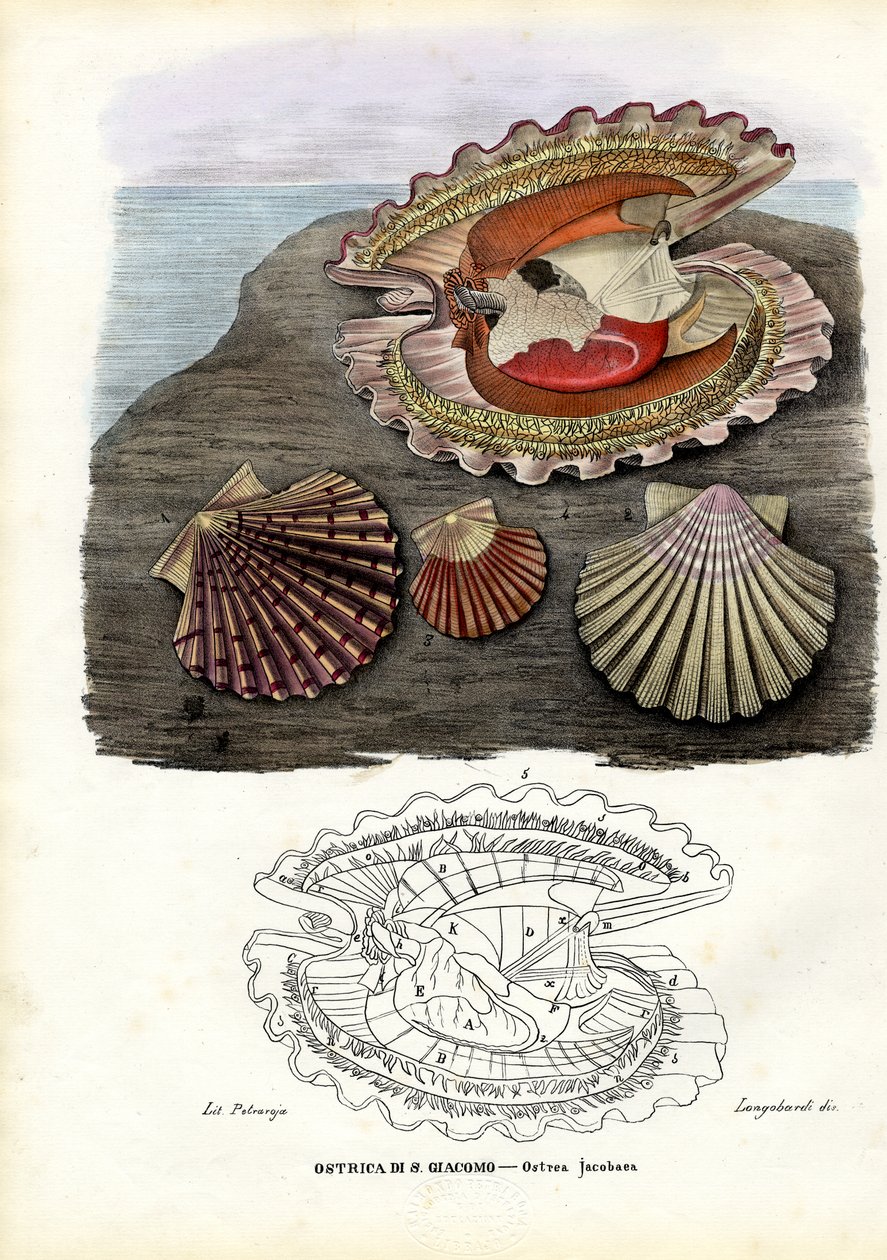 Małże, 1863-79 autorstwa Raimundo Petraroja