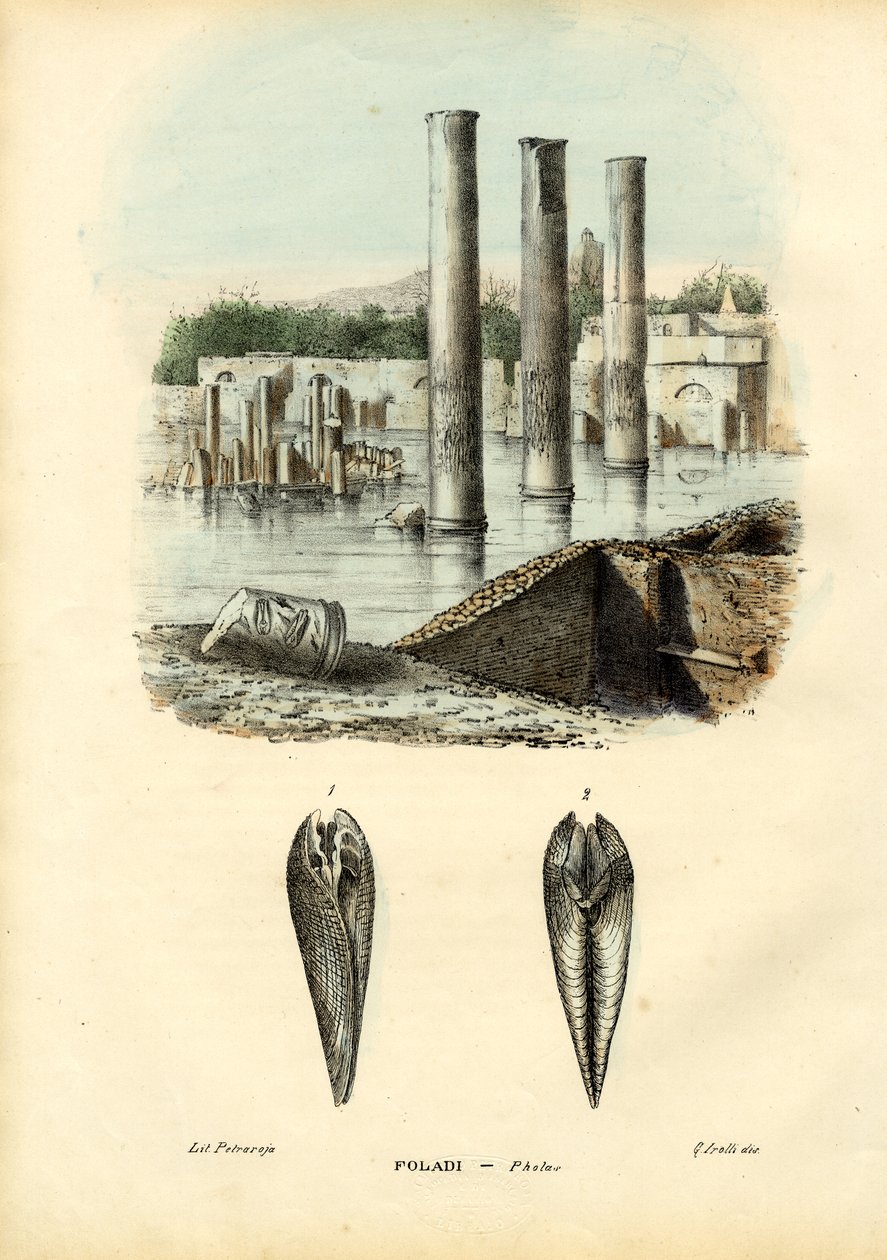 Małże, 1863-79 autorstwa Raimundo Petraroja