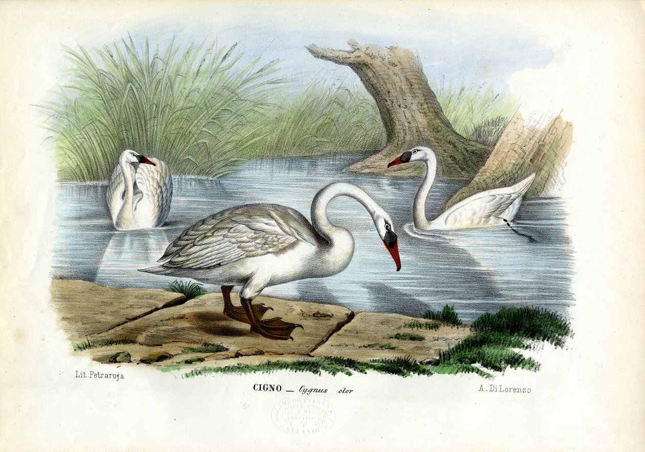 Łabędź niemy, 1863-79 autorstwa Raimundo Petraroja