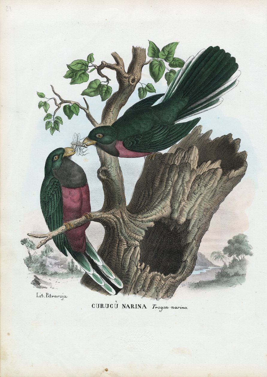 Narina Trogon, 1863-79 autorstwa Raimundo Petraroja