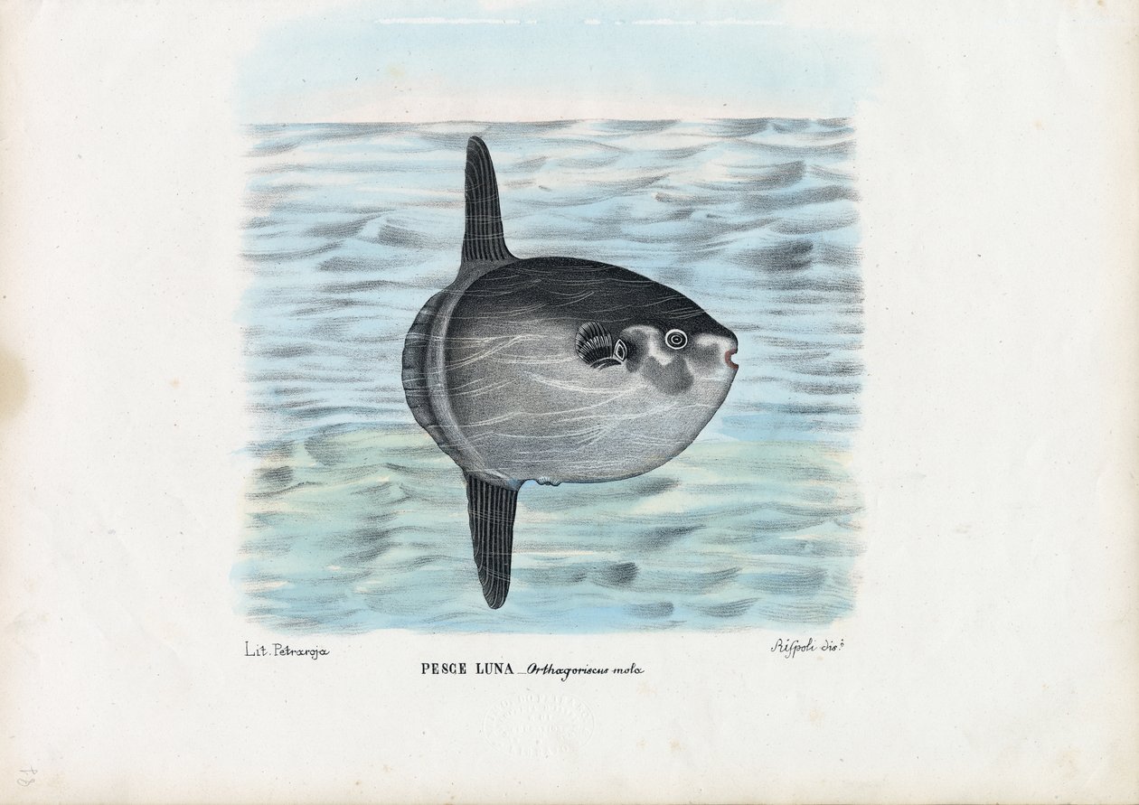 Samogłowiec oceaniczny, 1863-79 autorstwa Raimundo Petraroja