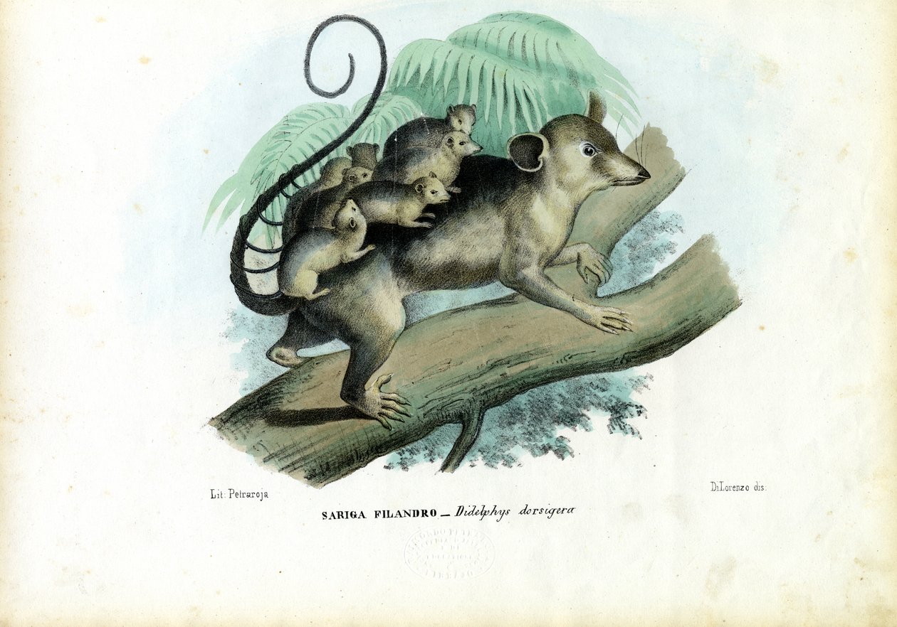 Possum, 1863-79 autorstwa Raimundo Petraroja