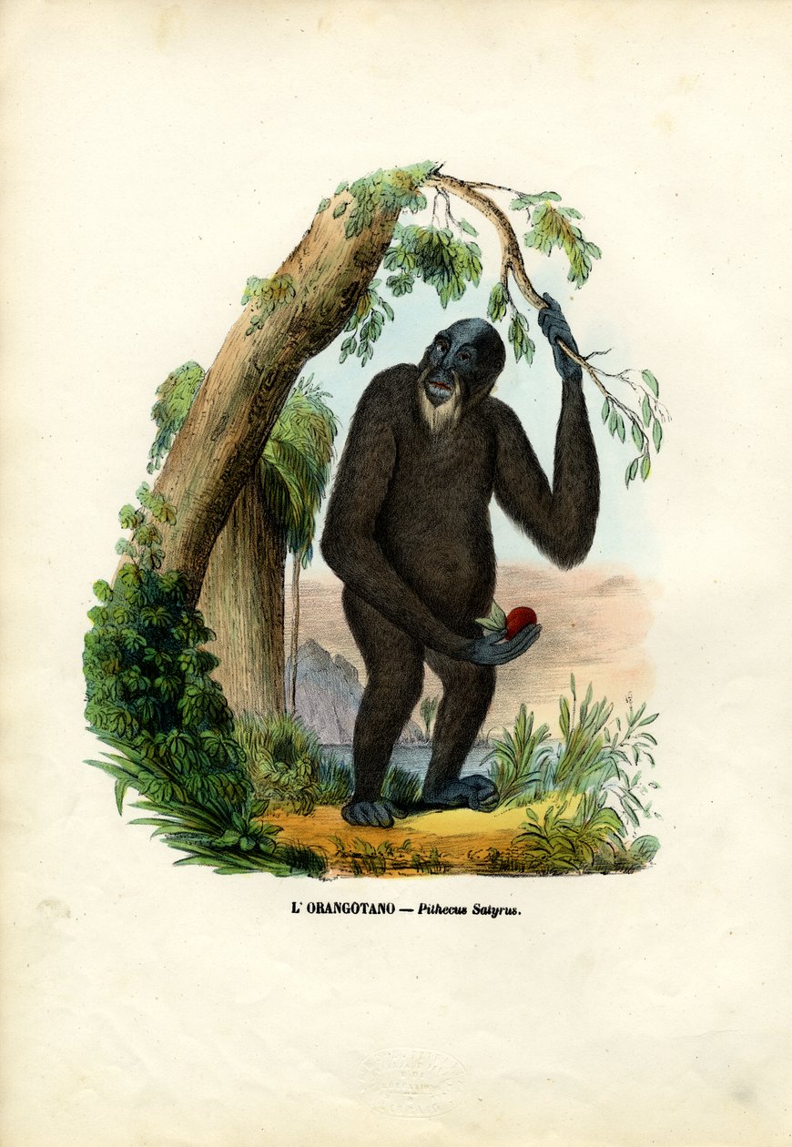 Orangutan, 1863-79 autorstwa Raimundo Petraroja