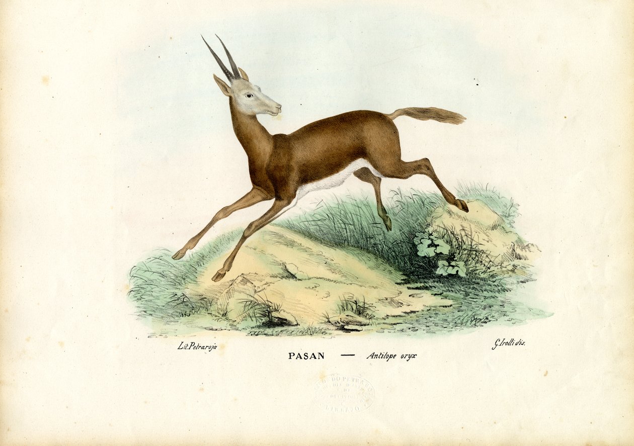 Oryks, 1863-79 autorstwa Raimundo Petraroja