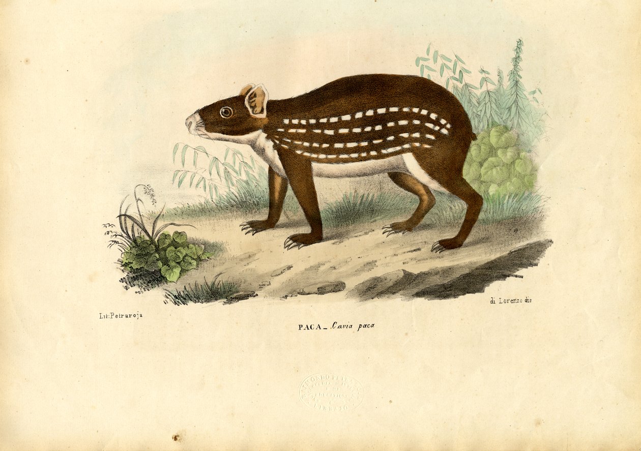 Paca, 1863-79 autorstwa Raimundo Petraroja