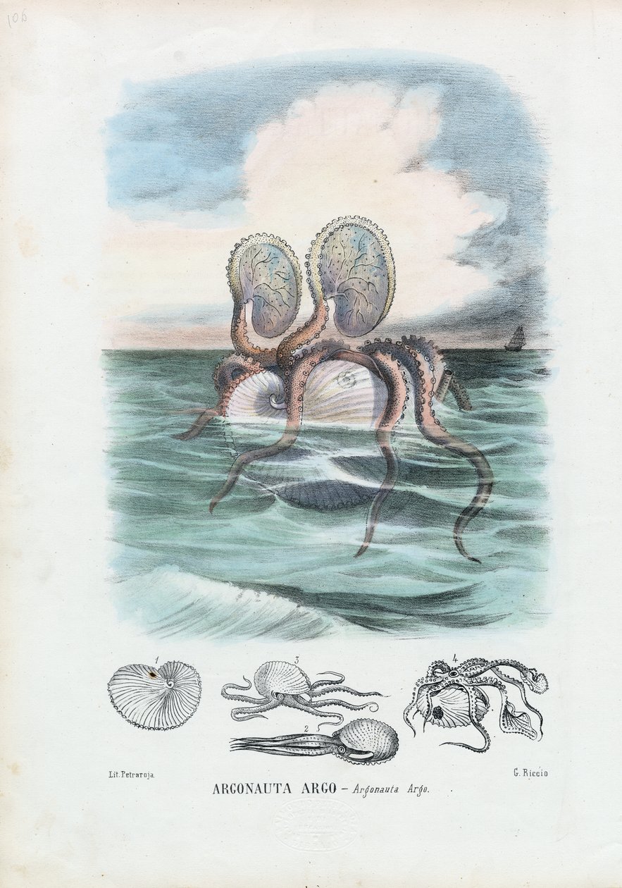 Papierowy Nautilus, 1863-79 autorstwa Raimundo Petraroja