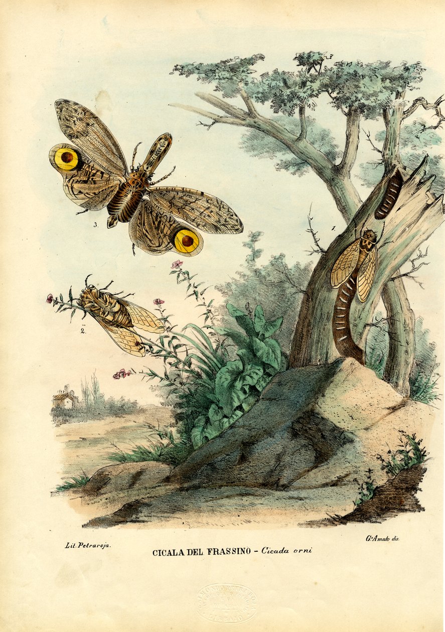 Bug z orzeszkiem ziemnym, 1863-79 autorstwa Raimundo Petraroja