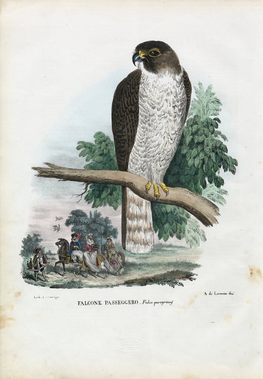 Sokół wędrowny, 1863-79 autorstwa Raimundo Petraroja