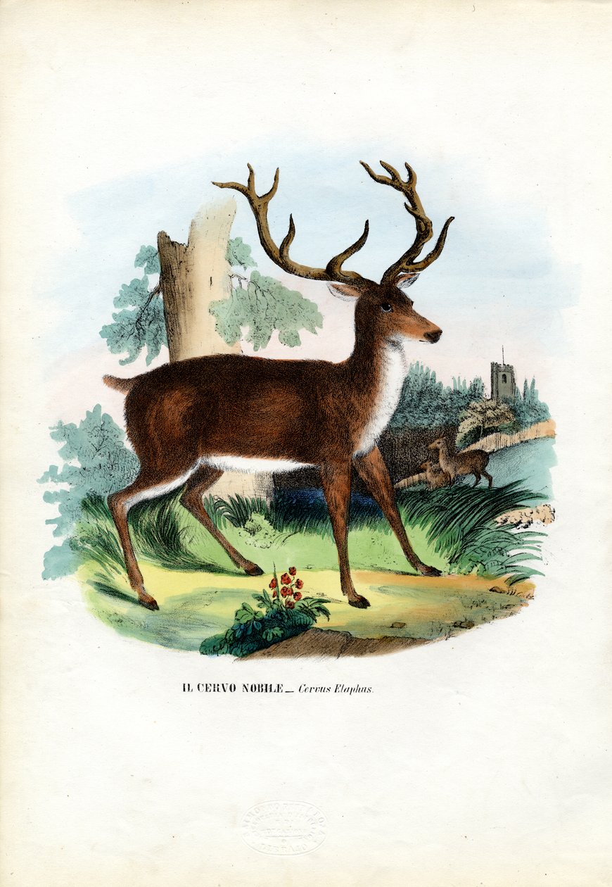 Red Deer, 1863-79 autorstwa Raimundo Petraroja