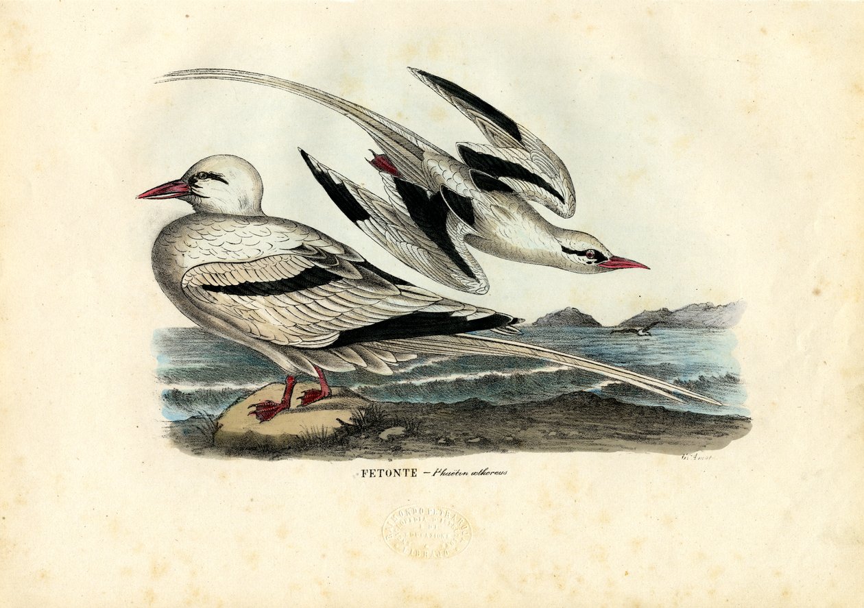 Tropicbird czerwonodzioby, 1863-79 autorstwa Raimundo Petraroja