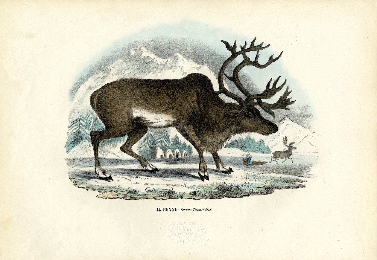 Renifer, 1863-79 autorstwa Raimundo Petraroja