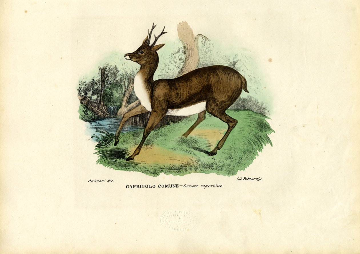 Sarna, 1863-79 autorstwa Raimundo Petraroja