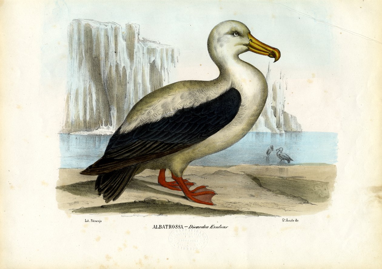 Royal Albatross, 1863-79 autorstwa Raimundo Petraroja